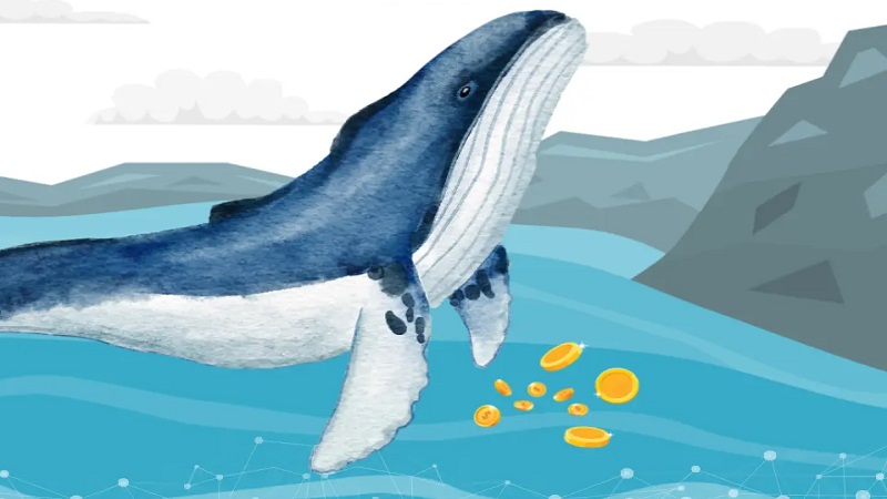 نهنگ پیش‌بینی‌کننده سقوط اکتبر، ۵۵ میلیون دلار بیت‌کوین و اتریوم خرید