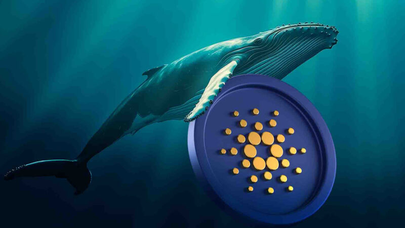 نگاه ویژه نهنگ‌ها به کاردانو