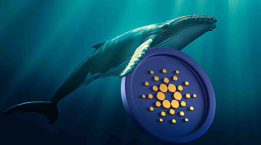 نگاه ویژه نهنگ‌ها به کاردانو