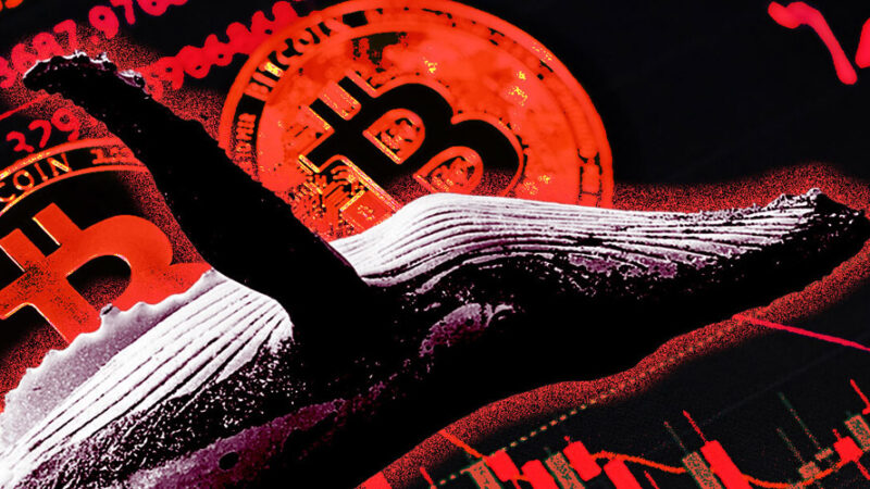 نهنگ معروف لیکویید شد