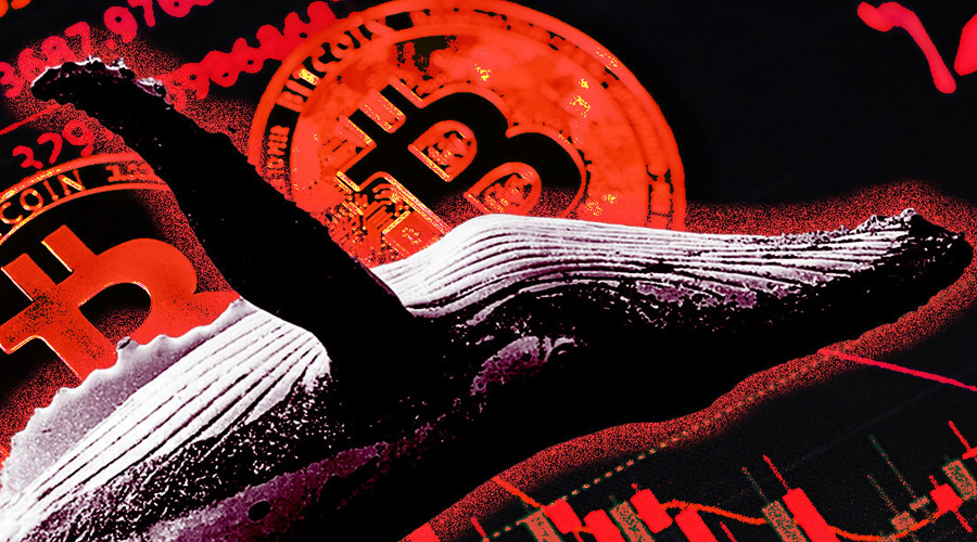 نهنگ معروف لیکویید شد