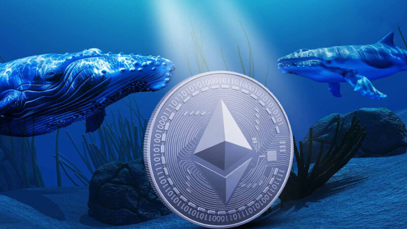 انباشت قابل توجه نهنگ‌های اتریوم در کف قیمت؛ چشم‌انداز بازگشت به سطح ۳۰۰۰ دلار یا احتمال افت بیشتر