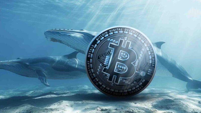 انباشت بی‌سابقه نهنگ‌ها در غیاب سرمایه‌گذاران خرد؛ آیا بیت‌کوین به آستانه صعود بزرگ رسیده است؟