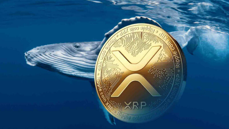 انباشت نهنگ‌ها و هولدرهای کوتاه‌مدت ریپل؛ دلیل تثبیت قیمت XRP چیست؟