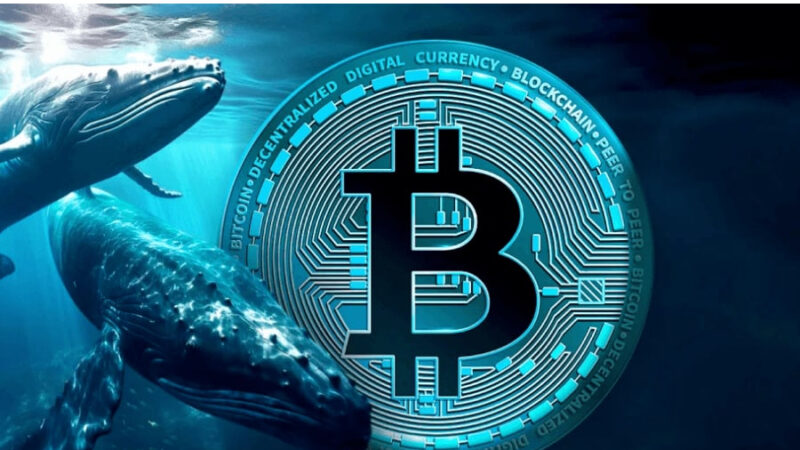 نهنگ‌های بیت کوین و نحوه تشخیص آنها