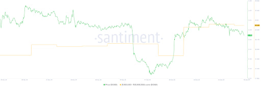 تحلیل رفتار نهنگهای دوج کوین